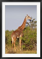 Giraffe, Giraffa camelopardalis, Maasai Mara wildlife Reserve, Kenya. Fine Art Print