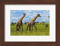 Giraffe, Nxai Pan National Park, Botswana, Africa Fine Art Print