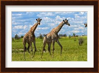 Giraffe, Nxai Pan National Park, Botswana, Africa Fine Art Print