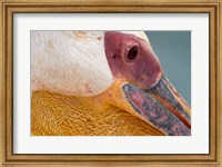 Great White Pelican, Walvis Bay, Namibia Fine Art Print