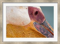 Great White Pelican, Walvis Bay, Namibia Fine Art Print