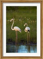 Greater Flamingoes, Nyae Nyae Conservancy, near Tsumkwe, Namibia Fine Art Print