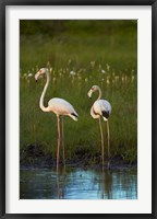Greater Flamingoes, Nyae Nyae Conservancy, near Tsumkwe, Namibia Fine Art Print