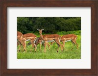 Herd of Impala, by Chobe River, Chobe NP, Kasane, Botswana, Africa Fine Art Print