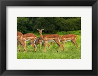 Herd of Impala, by Chobe River, Chobe NP, Kasane, Botswana, Africa Fine Art Print