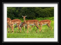 Herd of Impala, by Chobe River, Chobe NP, Kasane, Botswana, Africa Fine Art Print