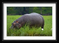 Hippo and Cattle Egret by Chobe River, Chobe NP, Botswana, Africa Fine Art Print
