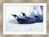 Emperor Penguins in Dive Hole, Antarctica Fine Art Print