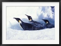 Emperor Penguins in Dive Hole, Antarctica Fine Art Print