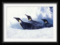 Emperor Penguins in Dive Hole, Antarctica Fine Art Print