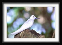 Fairy Tern, Aride Island, Seychelles, Africa Fine Art Print