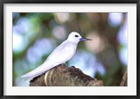 Fairy Tern, Aride Island, Seychelles, Africa Fine Art Print