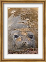 Antarctica, Aitcho Island, Southern elephant seals Fine Art Print