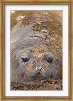 Antarctica, Aitcho Island, Southern elephant seals Fine Art Print