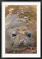 Antarctica, Aitcho Island, Southern elephant seals Fine Art Print