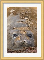 Antarctica, Aitcho Island, Southern elephant seals Fine Art Print