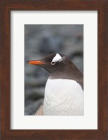 Antarctica, Aitcho Islands, Gentoo penguin, beach Fine Art Print