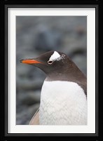 Antarctica, Aitcho Islands, Gentoo penguin, beach Fine Art Print
