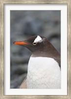 Antarctica, Aitcho Islands, Gentoo penguin, beach Fine Art Print