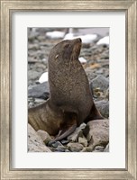 Antarctica, Cuverville Island, Antarctic fur seal Fine Art Print