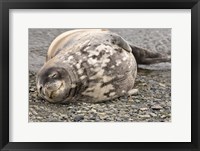 Antarctica, King George Island, Weddell seal Fine Art Print
