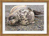 Antarctica, King George Island, Weddell seal Fine Art Print