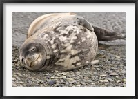 Antarctica, King George Island, Weddell seal Fine Art Print