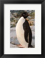 Antarctica, Petermann Island. Adelie penguin Fine Art Print