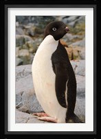 Antarctica, Petermann Island. Adelie penguin Fine Art Print