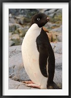 Antarctica, Petermann Island. Adelie penguin Fine Art Print