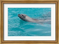 Antarctica, Pleneau Island, Crabeater seal Fine Art Print