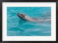 Antarctica, Pleneau Island, Crabeater seal Fine Art Print
