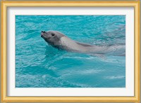 Antarctica, Pleneau Island, Crabeater seal Fine Art Print