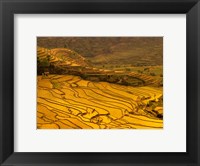 Farmers Plant Rice, Luchun, Yunnan, China Fine Art Print