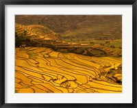 Farmers Plant Rice, Luchun, Yunnan, China Fine Art Print
