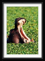 Hippopotamus making a threat display, Masai Mara Game Reserve, Kenya Fine Art Print