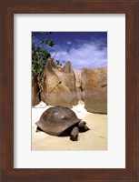 Aldabran Giant Tortoise, Curieuse Island, Seychelles, Africa Fine Art Print