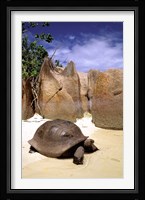 Aldabran Giant Tortoise, Curieuse Island, Seychelles, Africa Fine Art Print