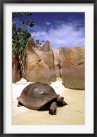 Aldabran Giant Tortoise, Curieuse Island, Seychelles, Africa Fine Art Print