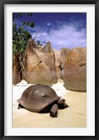 Aldabran Giant Tortoise, Curieuse Island, Seychelles, Africa Fine Art Print