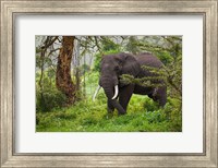 African elephant, Ngorongoro Conservation Area, Tanzania Fine Art Print