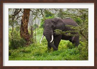 African elephant, Ngorongoro Conservation Area, Tanzania Fine Art Print