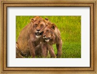 African lions, Ngorongoro Conservation Area, Tanzania Fine Art Print