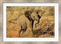 Baby African Elephant, Samburu Game Reserve, Kenya Fine Art Print