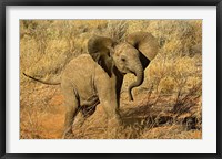 Baby African Elephant, Samburu Game Reserve, Kenya Fine Art Print