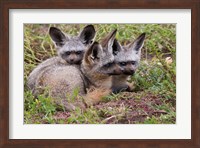 Bat-eared foxes, Serengeti National Park, Tanzania Fine Art Print