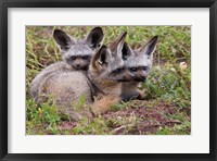 Bat-eared foxes, Serengeti National Park, Tanzania Fine Art Print