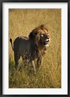 Black maned male Lion, Panthera leo, Masai Mara, Kenya Fine Art Print