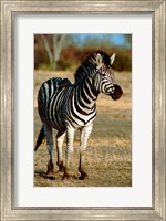 Botswana, Chobe NP, Linyanti, Burchell's zebra Fine Art Print
