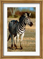 Botswana, Chobe NP, Linyanti, Burchell's zebra Fine Art Print